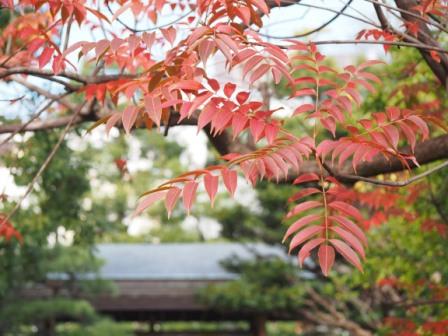 Kiyosumi Garden in Autumn, Tokyo City, Japan.